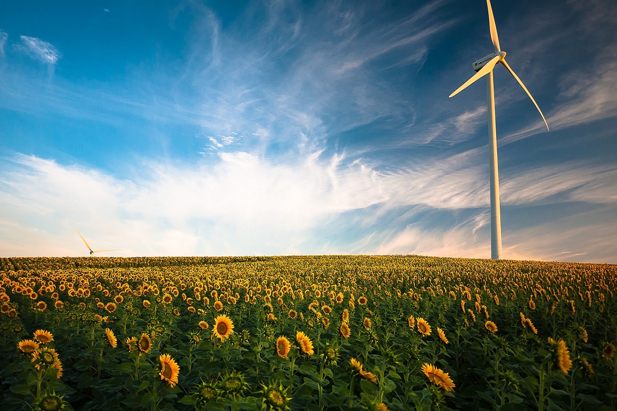 Feld Sonnenblumen Stromleitungen