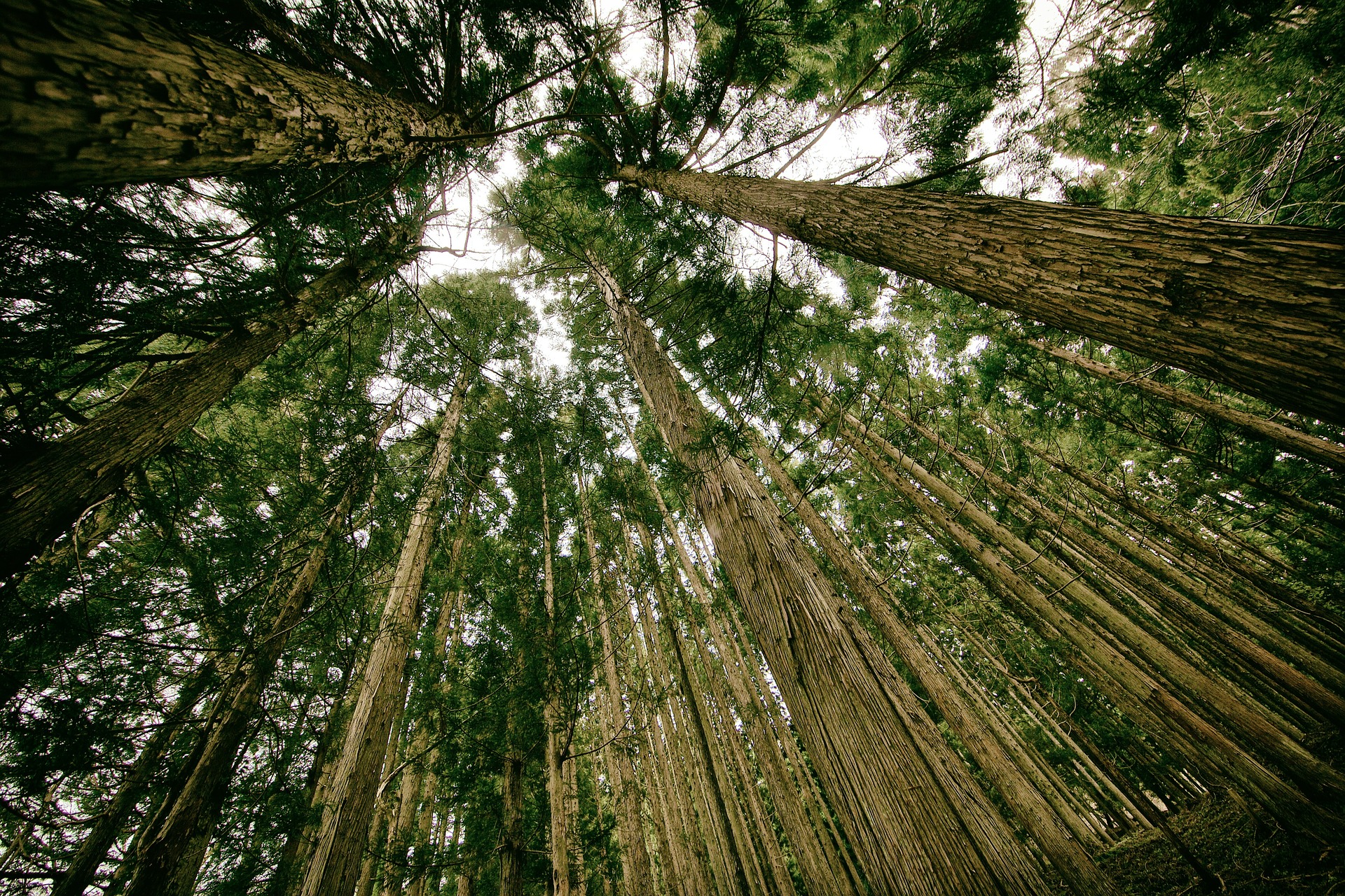 Wald Baum